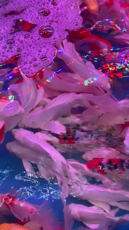 Koi Carp At Pet Market