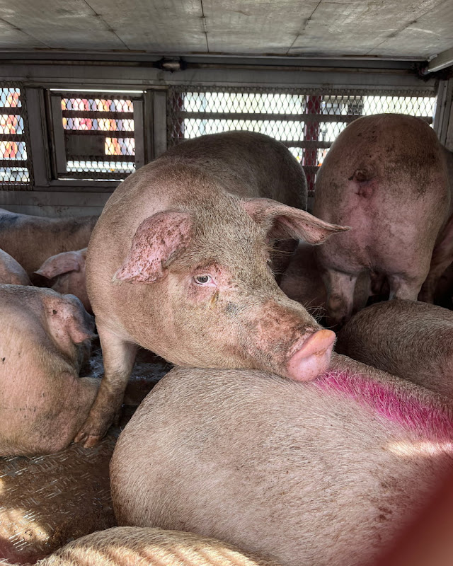 Pig Rests Chin on Another Pig Inside a Slaughterhouse Truck at Vigil