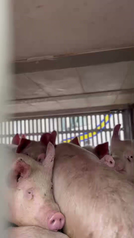 Pigs Inside a Slaughterhouse Truck at Vigil