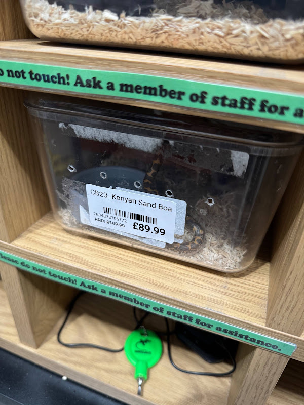Kenyan sand boa in a pet shop