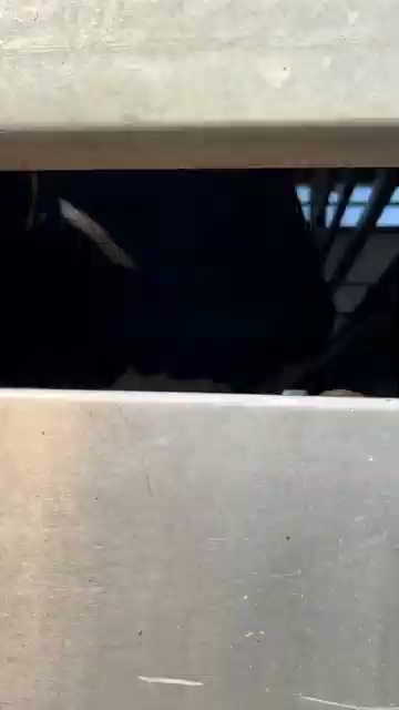 Cows in slaughterhouse truck