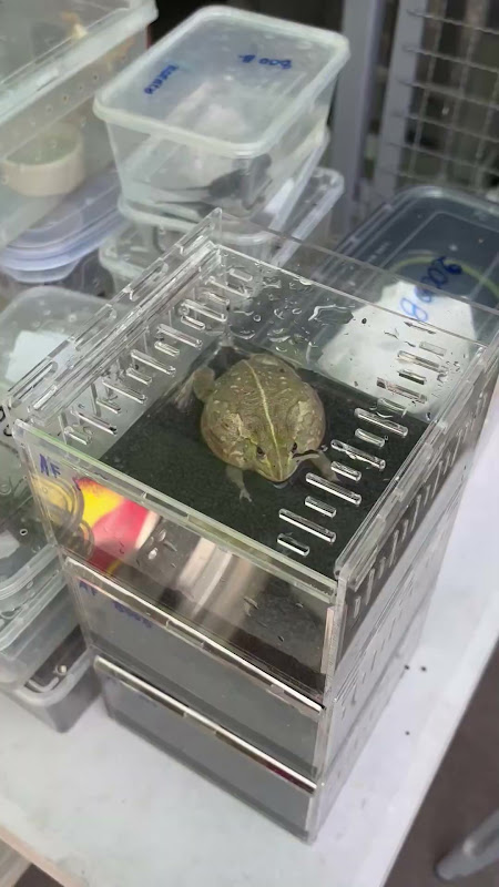 African Bullfrog In Plastic Tub