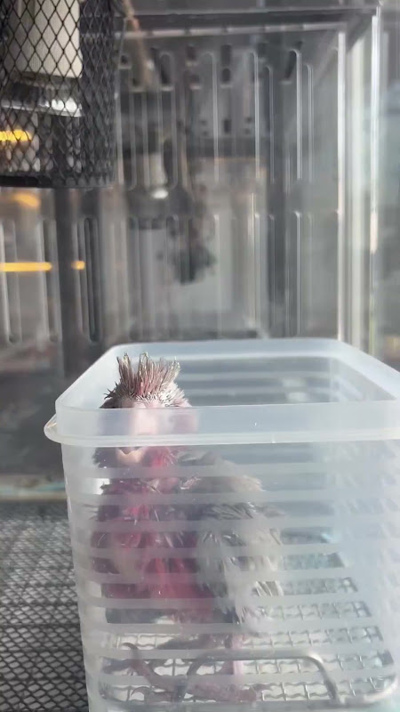 Parrot Chick At Pet Market