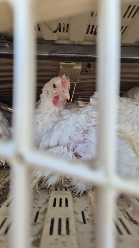 Chicken looking out from a slaughter truck 