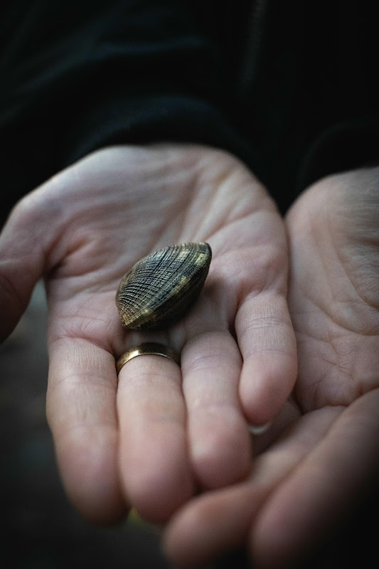 Mollusc