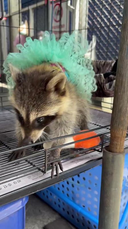 Baby Raccoon Wearing A Dress At Pet Market