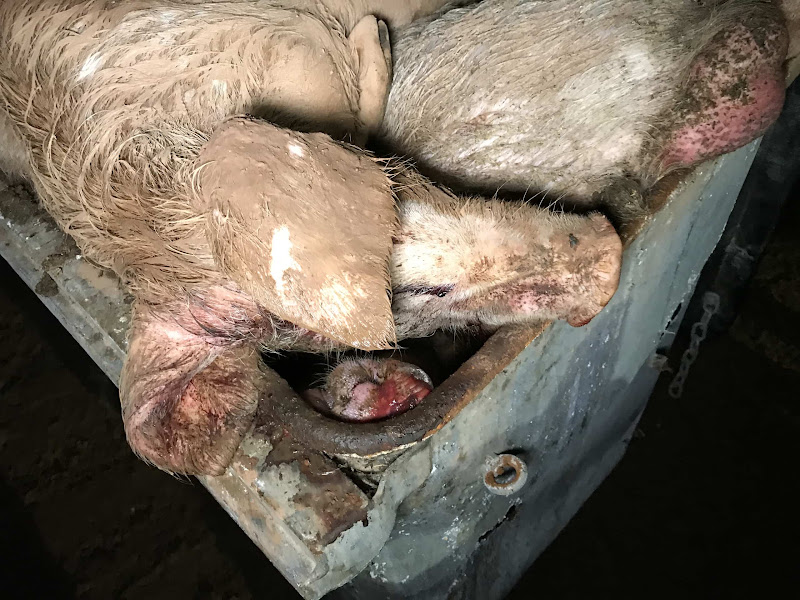 Bin Full Of Dead Pigs