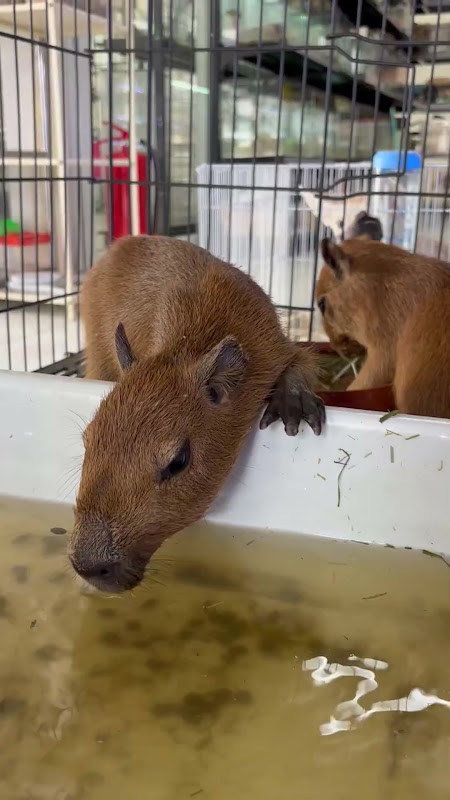 Caged Young Capybaras At Pet Market