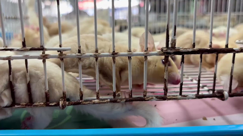 Cages full of sugar gliders at a pet market