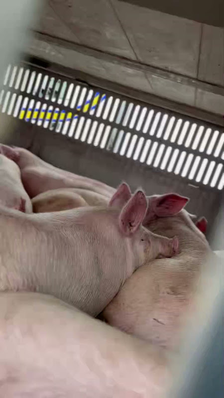 Pig Rests Chin on Another Pig Inside a Slaughterhouse Truck at Vigil