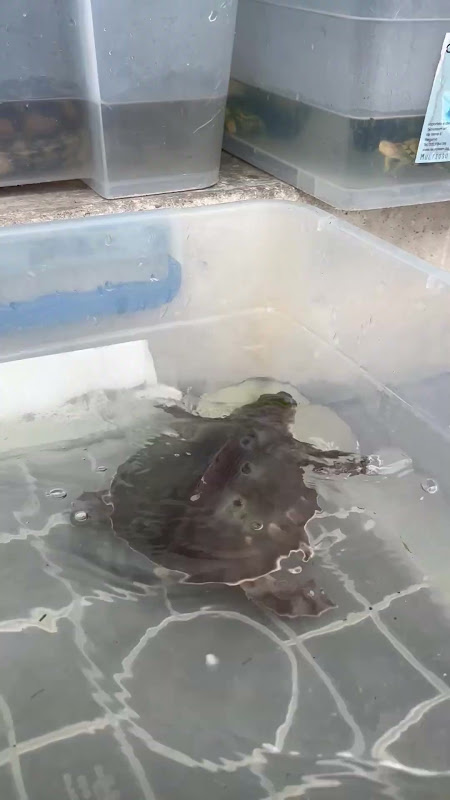 Pig-Nosed Turtle in a box at pet market