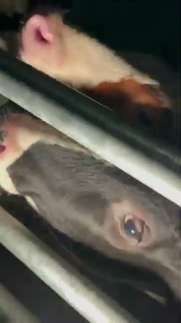Cow Interacts With Activist On Dairy Farm
