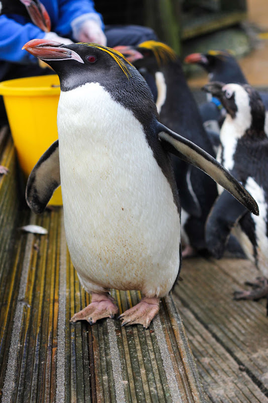 Macaroni Penguin In A Zoo