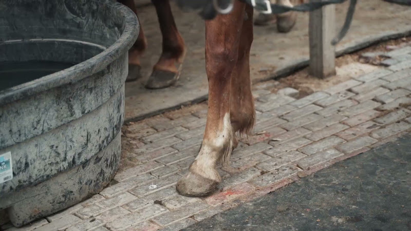 Close Up Of Anxious Horse's Feet While Tethered