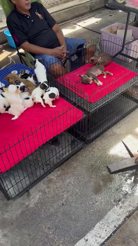 Walking Through A Pet Market in Thailand