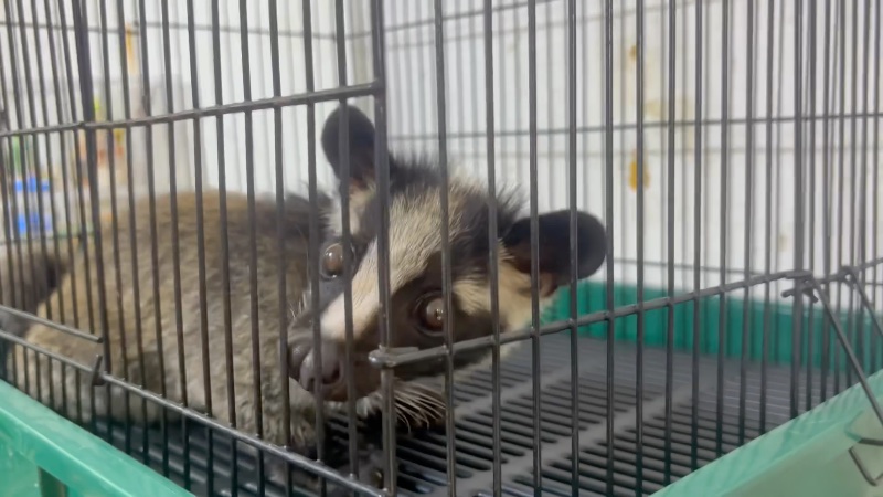 Asian Palm Civet in a cage at pet market