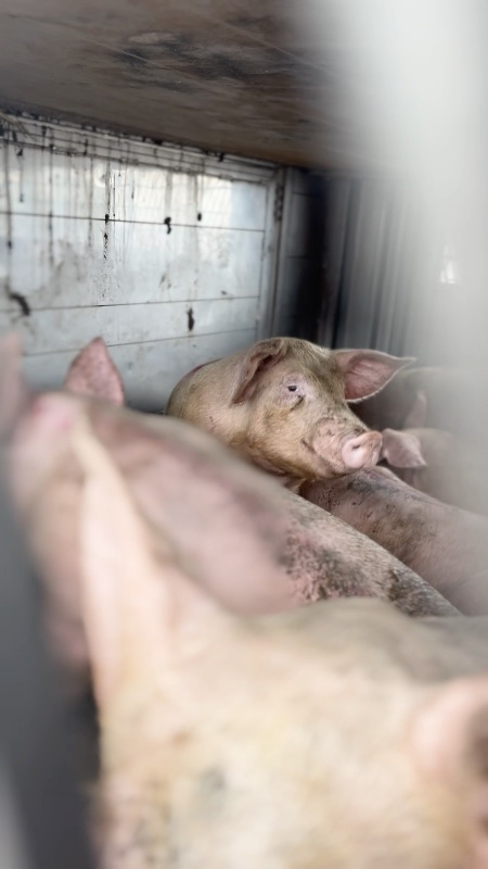 Pig Looks Around Inside a Slaughterhouse Truck at Vigil