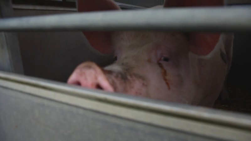 Sad looking pig in slaughter truck - CK Meats, Suffolk
