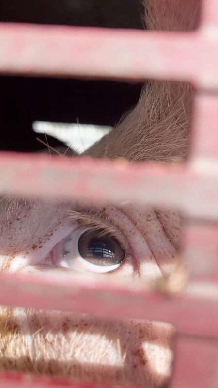Close Up of Pig's Eye Inside a Slaughterhouse Truck at Vigil