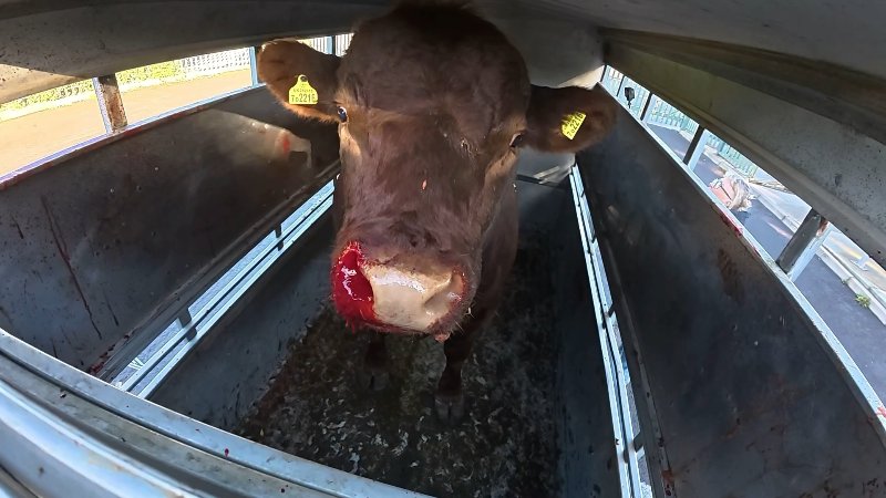 Cow with bloody nose arrives in transport trailer
