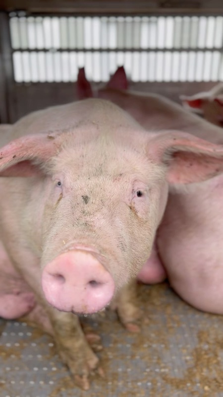 Pig with Heterochromia Looks at Camera Inside a Slaughterhouse Truck at Vigil
