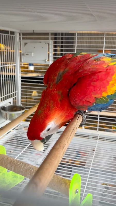 Macaw Parrot In a Cage At Pet Market