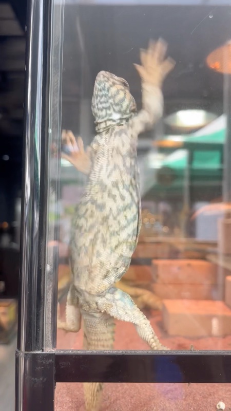 Uromastyx Lizard Glass Surfing At Pet Market