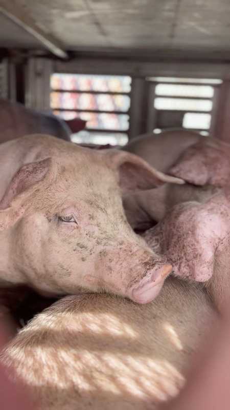 Pig Seeks Comfort Inside a Slaughterhouse Truck at Vigil