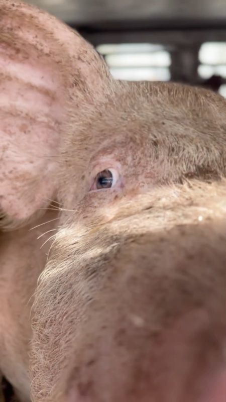 Pig Comes to Investigate Camera Inside a Slaughterhouse Truck at Vigil