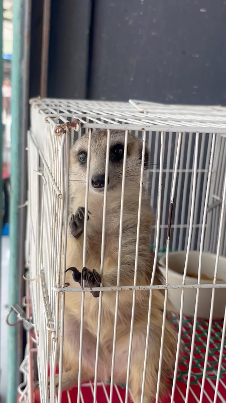 Caged meerkat for sale at a pet market