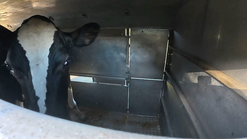 Cows in small transport trailer 