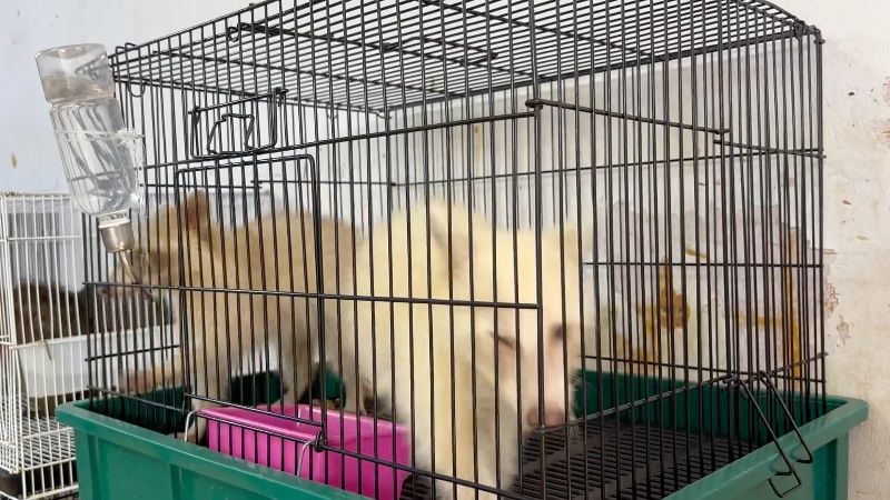 Caged Racoons Pacing In Tiny Cage At Pet Market